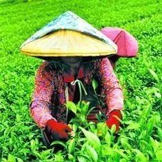 臺灣賣往大陸的茶葉被退回 茶農(nóng)下跪求副總統(tǒng)幫忙