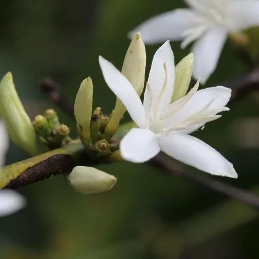 一次了解「瑰夏咖啡」的由來(lái)！瑰夏有什么特別呢？