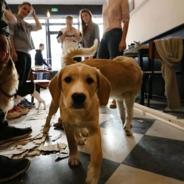 流浪犬咖啡館：不為賺錢，只為給流浪狗狗找到溫暖的家～