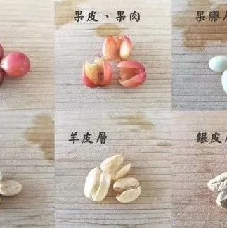 入門｜咖啡果的構(gòu)造是什么？怎么分辨咖啡里的花香？