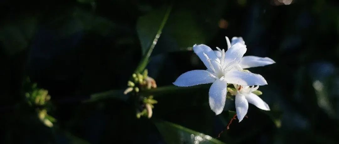 花香型手沖豆 折搶>媲美瑰夏喝愛(ài)上